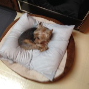 Meet your Posher, Lillian